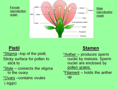 Sexual Reproduction In Flowering Plants