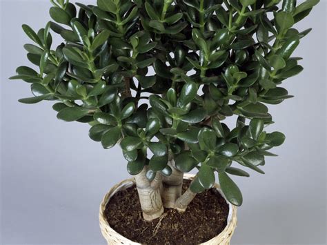 It is a tall growing coniferous tree that is indigenous to argentina and the andes mountains. MONEY PLANT, honesty - LUNARIA annua - Southern Living