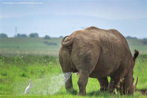 39 Of The Funniest Animals From The 2019 Comedy Wildlife Photography