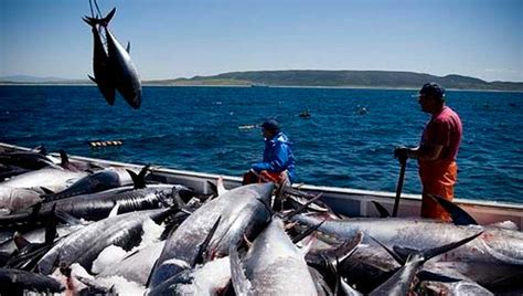 Entra En Vigor Tratado Mundial Contra Pesca Ilegal