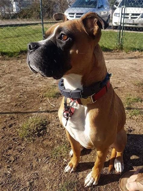 Brighton center parking lot, 741 central ave, newport, ky 41071. Boxer dog for Adoption in Cincinnati, OH. ADN-548277 on ...