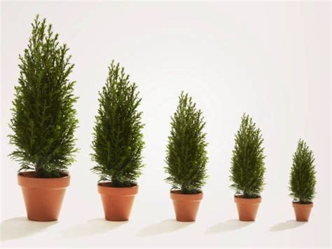 How To Take Care Of Evergreen Trees Evergreen Potted Plants Plants