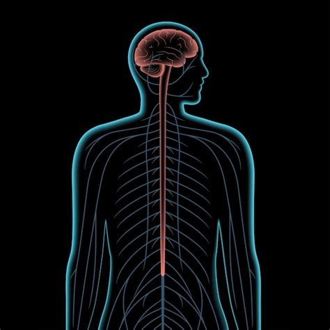 Premium Vector Central Nervous System 3d Realistic Vector