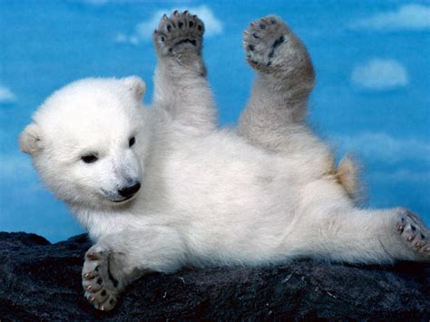 Search, discover and share your favorite cute bear gifs. Weee Playful Polar Bear Wallpaper and Background Image ...
