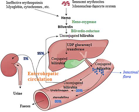 Measurement And Clinical Usefulness Of Bilirubin In Liver Disease
