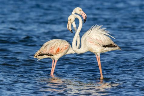 Animals Flamingos Water Birds Wallpapers Hd Desktop