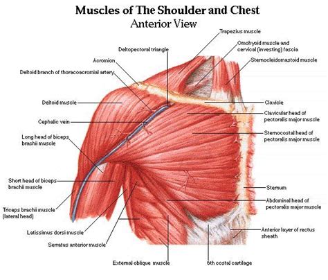 Muscular male chest vector icon. Shoulder muscles and chest - human anatomy diagram ...