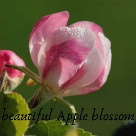 Beautiful Apple Blossom Trees For Your Garden Design Lessons