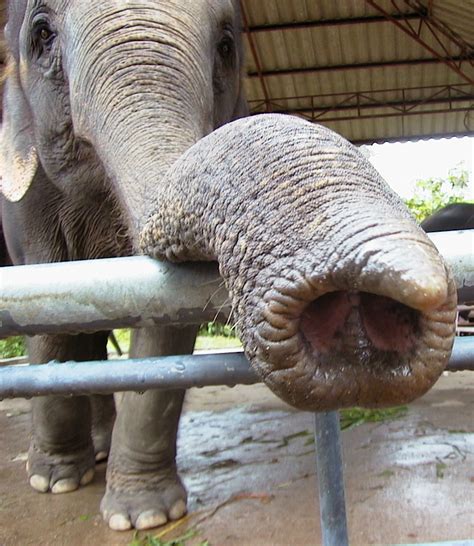 Fileasian Elephant Trunk Wikipedia