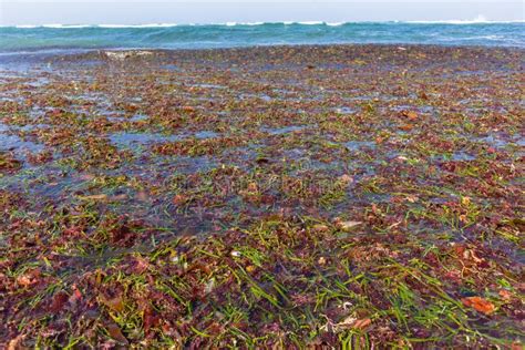 Ocean Seaweed Marine Plants Shoreline Stock Image Image Of Textures