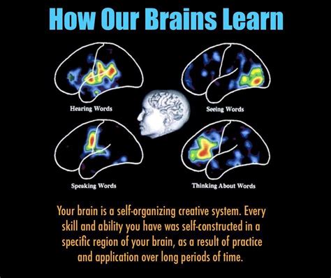 How The Brain Learns Brain Learning Brain Scan Brain Science