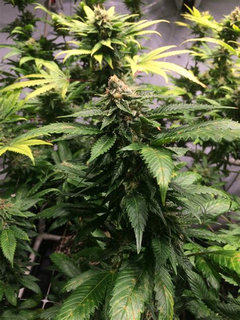 Malibu pie is an indica/sativa variety from ocean grown and can be cultivated indoors (where the plants will need a flowering time of ±55 days) and outdoors. Just sharing. - 2 COB 700 watt - Malibu Pie : OG Cake : Blueberry | Grasscity Forums - The #1 ...