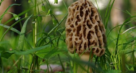 How Do Morel Mushrooms Grow All Mushroom Info