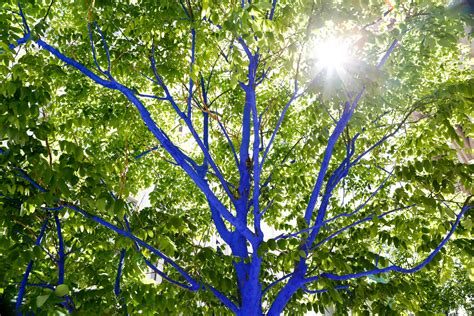 The Blue Trees Project