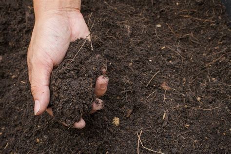 A Soil Scientist Shares Fun Facts You Never Knew About