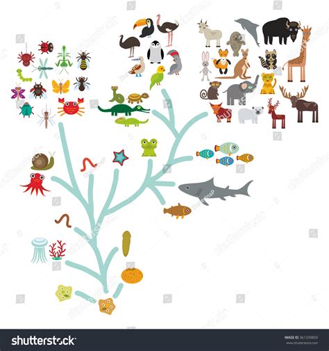 Evolution Biology Scheme Evolution Animals Isolated Stock Illustration