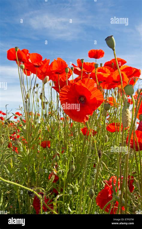 Field Of Wildflowers Bright Red Poppies Papaver Rhoeas With Buds And
