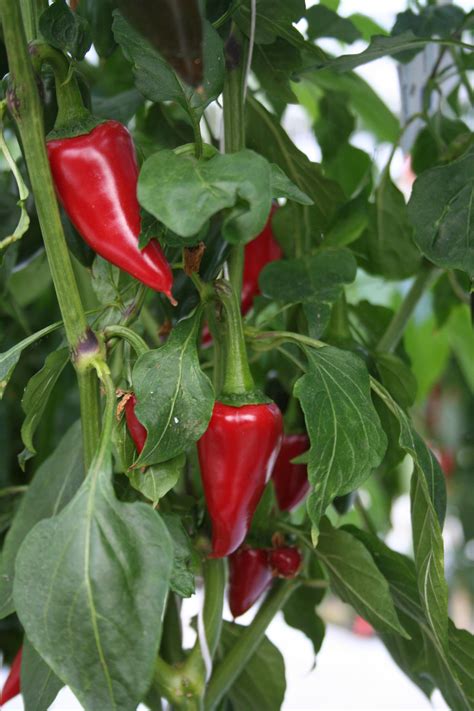 √ Garden Salsa Pepper Plant