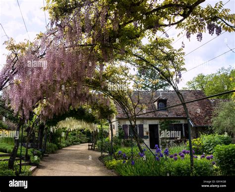 The Long Pergola With Flowering Wisteria Stock Photo Alamy