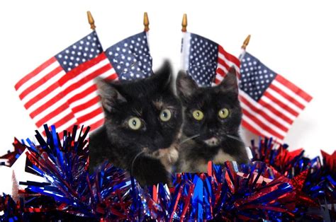 Happy 4th Of July Images With Cats Independencedays