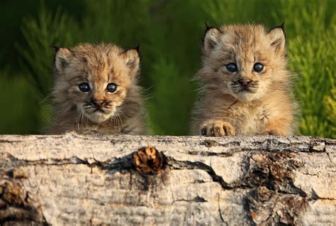 They will be ready to go to their new forever homes after november 15, 2020. Canadian Lynx Kittens Looking Photograph by Robert Postma