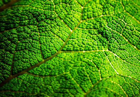 Green Leaf Free Stock Photo Public Domain Pictures