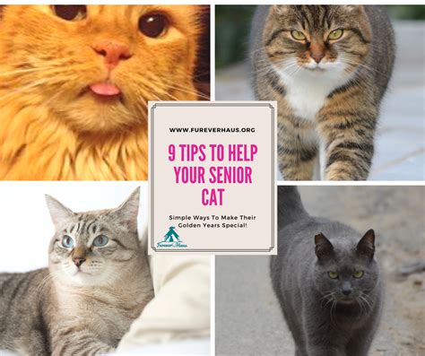 Because relatively little is known about the behavior of cats around children, we conducted this study. 9 Tips you can do to help your Senior Cat - Senior Cats ...