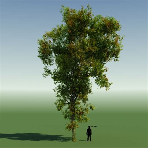 New Free 3d Tree Model Cgtrader