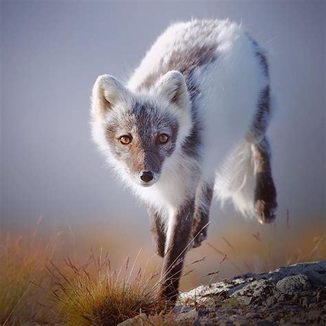 Arctic Fox Vulpes Lagopus Running Towards Camera Photoarenanature