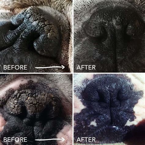 French Bulldog Dry Nose Proven Remedies For Your Pet Le Pepite Frenchies