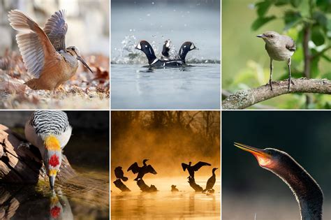 The 2021 Audubon Photography Awards Top 100 Audubon