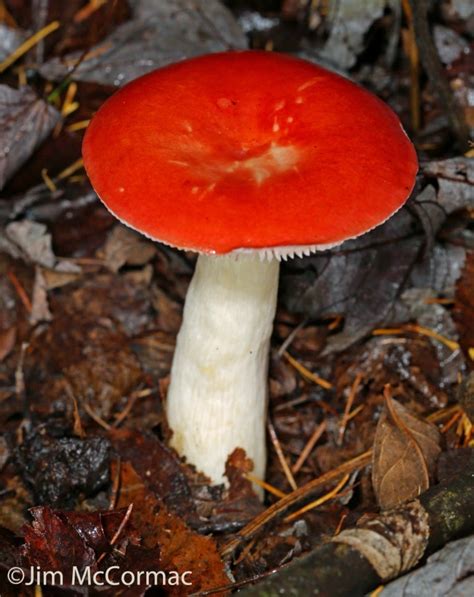 Ohio Birds And Biodiversity Beautiful Mushrooms Ill