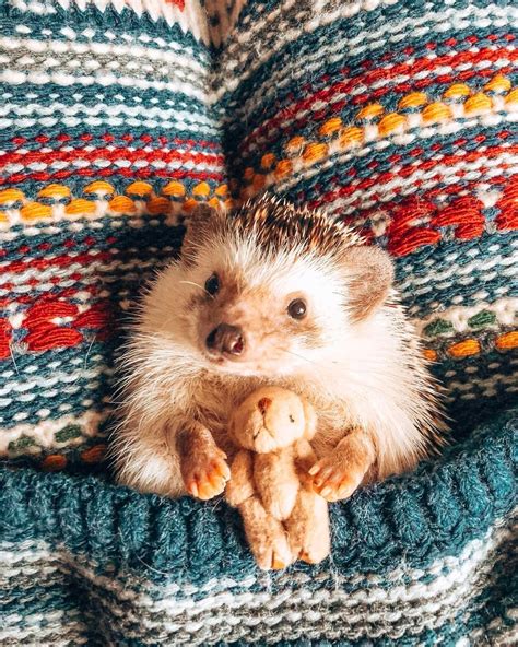 Cutest Hedgehog On The Internet Goes On Epic Adventures Gma Cute