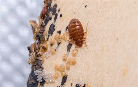 Are Bed Bugs In Evansville Dangerous To Pets Action Pest Control