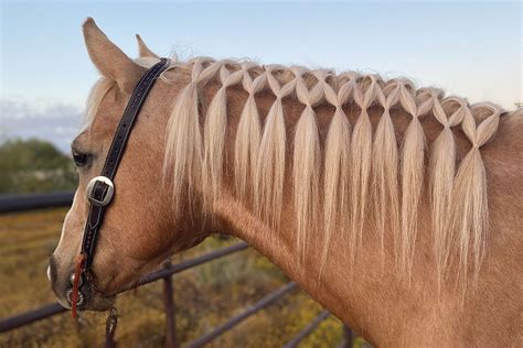 A Gorgeous Summer Horse Hairstyle To Try This Weekend Horse Mane