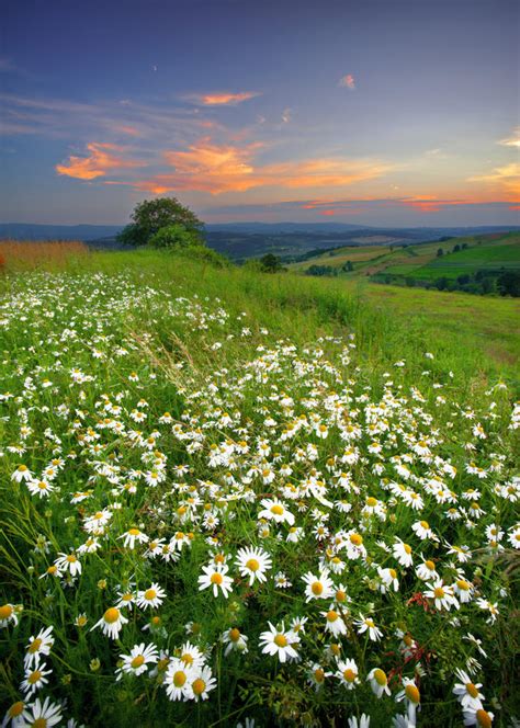 Meadows Flowers Stock Image Image Of Nature Grass Sunset 96307339