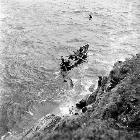 July 1954 Basking Shark Fishermen Off Achill Island County Mayo