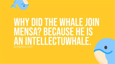 51 Whale Puns That Whale Make You Laugh Punpress