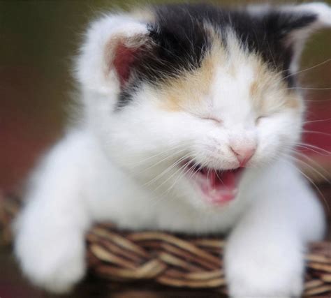 Laughter Fills Your Soul Cute Baby Cats Baby Cats Crazy Cats