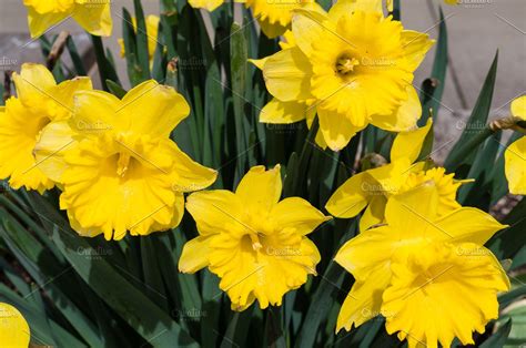 Daffodils In Full Bloom High Quality Nature Stock Photos ~ Creative