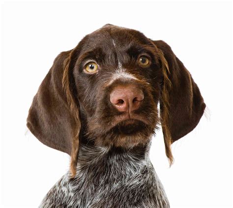 German Wirehaired Pointer Full Profile History And Care
