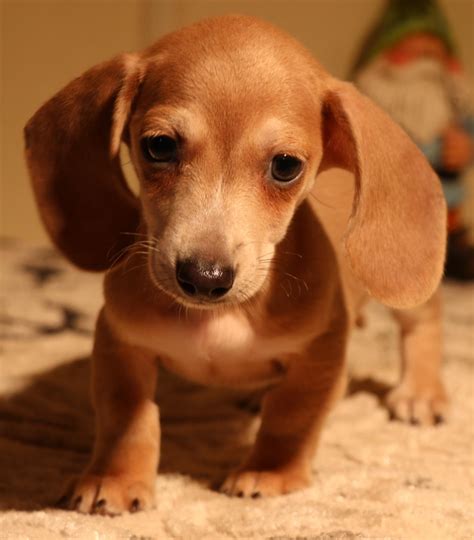 47 Miniature Dachshund Breeders In Tn Picture Bleumoonproductions