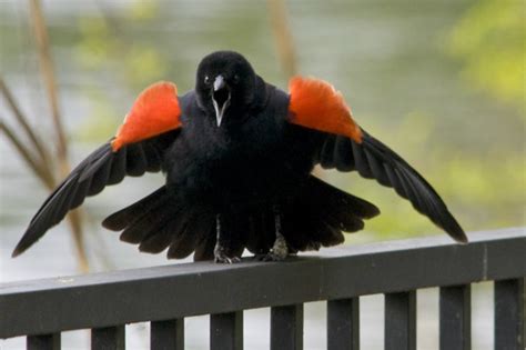 Natures A Holes Are Back Red Winged Blackbirds Attacking People
