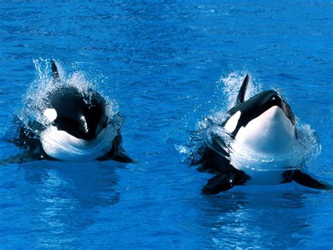 Killer Whale Wallpapers Wallpaper Cave