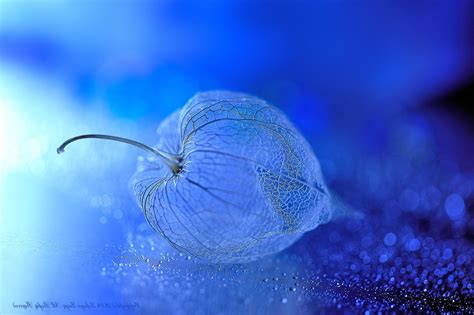 Blue bokeh lights forming spirals of different sizes spinning in the same axis little fading particles and soft bokeh lights floating on blue background flowers, Macro, Chinese Lantern, Bokeh Wallpapers HD ...