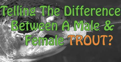 Telling The Difference Between Male And Female Trout