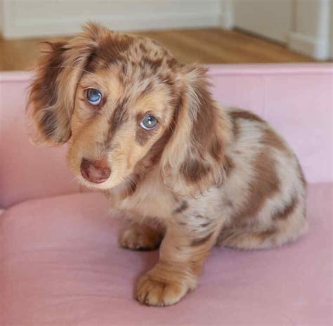 Mini Dachshund Blue Eyes Mini Dachshund Blue Eyes For Sale