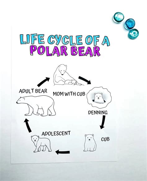 Free Polar Bear Life Cycle Worksheets Homeschool Of 1