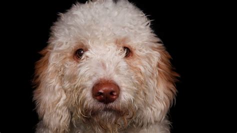 12 Hunting Dogs With Beards