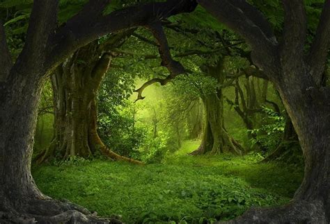 Secret Forest Big Tree Green Backdrop For Photo Studio Lv 837